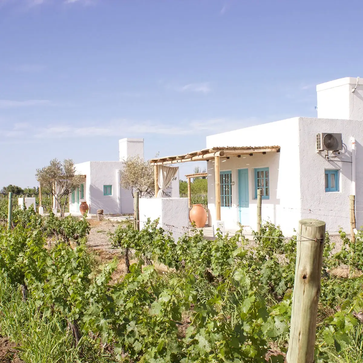 Casa Cielo y Oliva, Casas en alquiler entre viñedos
